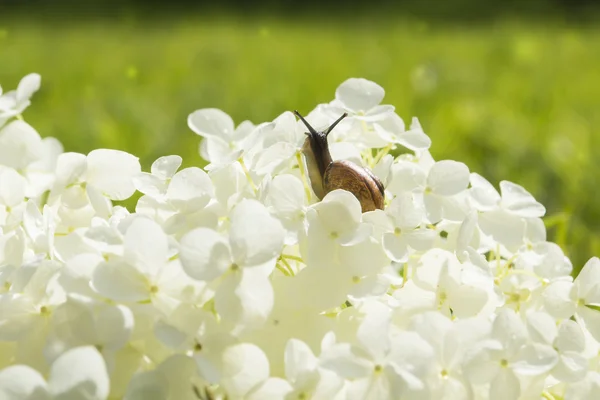 Садовая улитка, ползающая на большом белом цветке Hydrangea arborescens, мягкий свет, размытый фон, избирательный фокус — стоковое фото