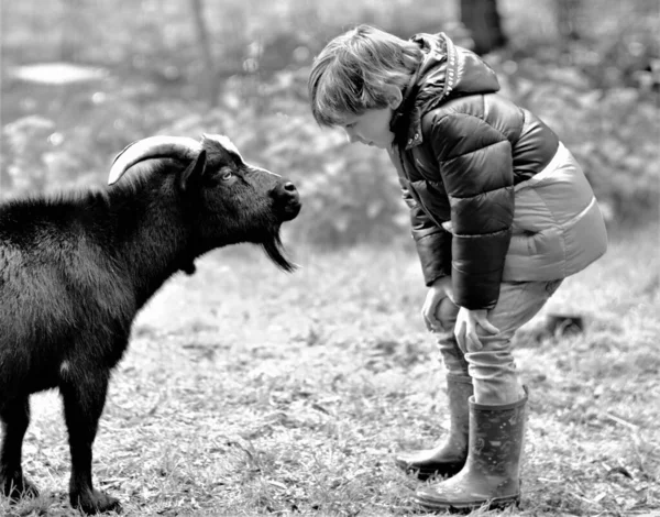 Oğlan ve keçi birbirlerinin gözlerine bakıyorlar.