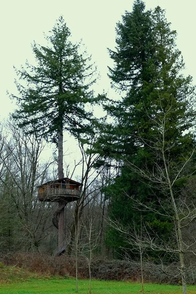 Ormandaki ahşap ağaç ev