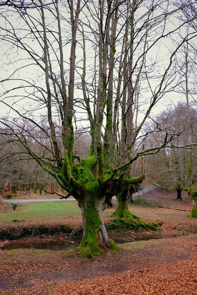 Ormanda yerde yaprakları olan güzel bir kayın ağacı.