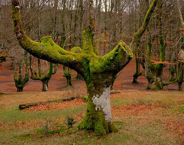 Ormanda yerde yaprakları olan güzel bir kayın ağacı.