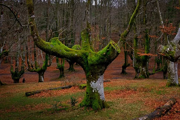 Ormanda yerde yaprakları olan güzel bir kayın ağacı.