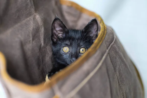 Çantanın içinde sarı gözlü siyah kedi.