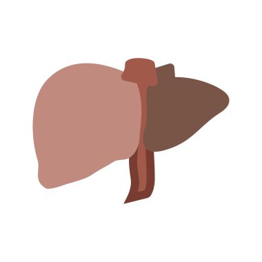 Human Liver, medicine icon