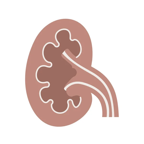 Kidney, medicine icon — Stok Vektör