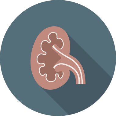 Kidney, medicine icon