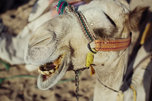 Mısır 'da çölde deve — Stok fotoğraf