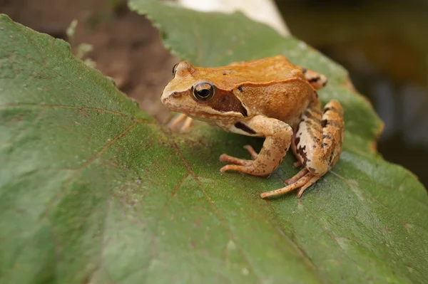 A little frog on a leaf — Stock Photo, Image