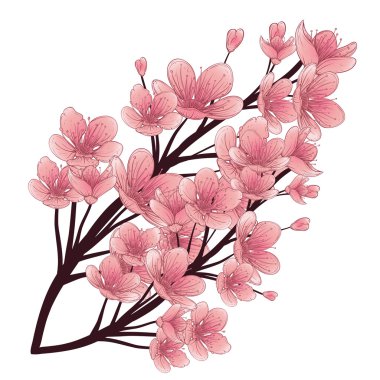 Kiraz ağacı çiçeği. Vintage elle çizilmiş vektör çizim. İzole öğeleri.