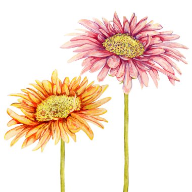 Suluboya gerbera çiçekleri. Elle çizilmiş illüstrasyon