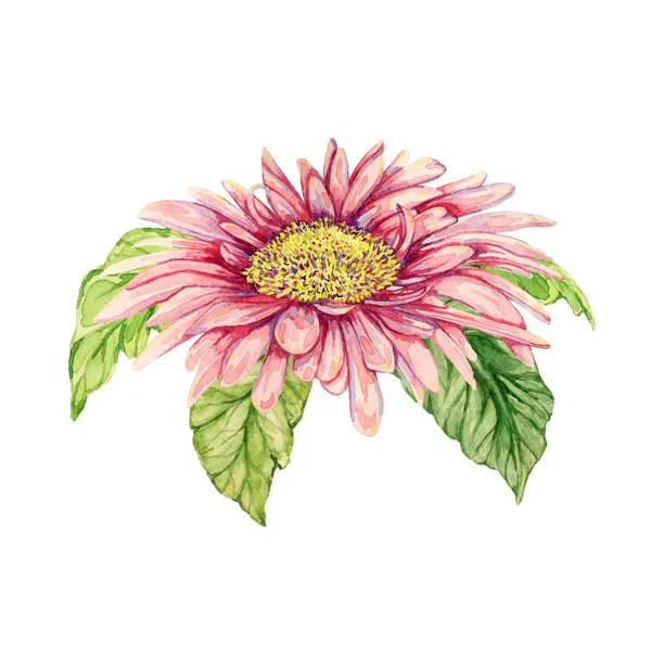 Akwarela Gerbera kwiat. Ilustracja narysowana ręcznie — Zdjęcie stockowe
