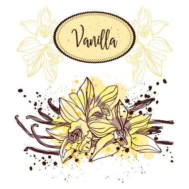 Vanilya pods ve çiçekler. Ot ve baharat suluboya tarzında yemek. Vektör çizim Retro el çekilmiş.