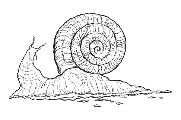 Caracol Isolado Fundo Branco Ilustração Vetorial Desenhada Mão —  Vetores de Stock