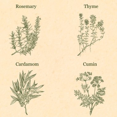 Cooking herbs clipart