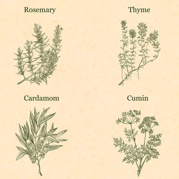 Ervas de cozinha —  Vetores de Stock