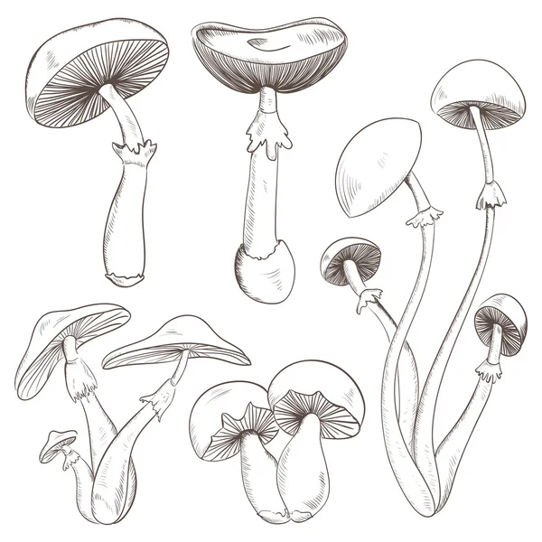 Set con una varietà di funghi d'epoca. Illustrazione vettoriale disegnata a mano retrò — Vettoriale Stock