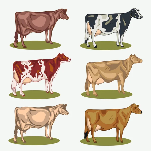 Diferentes colores de vacas establecidas, aisladas. Ilustración vectorial — Vector de stock