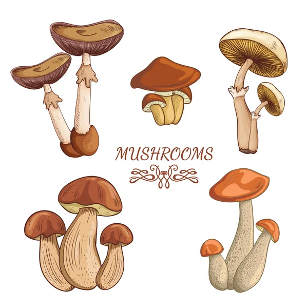 Set con una varietà di funghi realistici colorati vintage. Illustrazione vettoriale disegnata a mano retrò — Vettoriale Stock