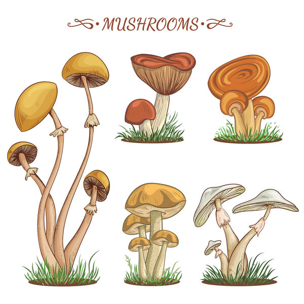 Set with a variety of vintage colorful realistic mushrooms. Retro hand drawn vector illustration