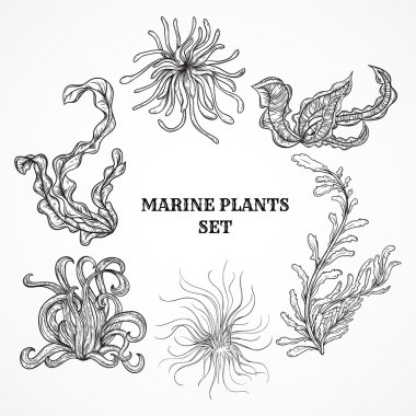 Collection of marine plants, leaves and seaweed. Vintage set of black and white hand drawn marine flora. Isolated vector illustration in line art style.Design for summer beach, decorations. clipart