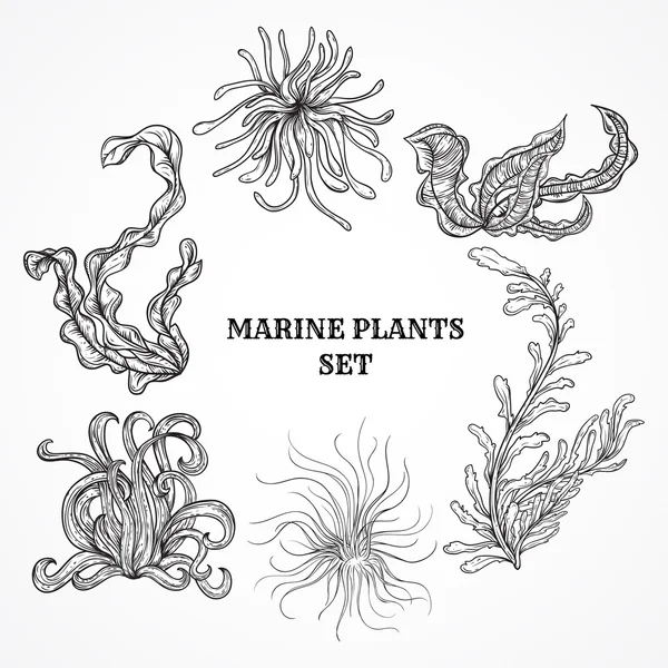 Raccolta di piante marine, foglie e alghe marine. Set vintage di flora marina disegnata a mano in bianco e nero. Illustrazione vettoriale isolata in linea stile artistico.Design per la spiaggia estiva, decorazioni . — Vettoriale Stock