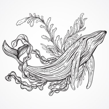 Collection of whale, marine plants, leaves and seaweed. Vintage set of black and white hand drawn marine life. Isolated vector illustration in line art style.Design for summer beach, decorations.