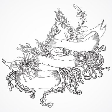 Collection of marine plants, seaweed and ribbon banner . Vintage set of black and white hand drawn marine flora. Isolated vector illustration in line art style.Design for summer beach, decorations.