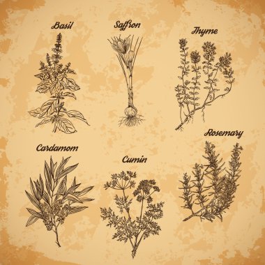 Cooking herbs and spices. Rosemary, thyme, cardamom, saffron,basil, cumin. Retro hand drawn vector illustration. Retro banner, card, scrap booking, postcard, poster