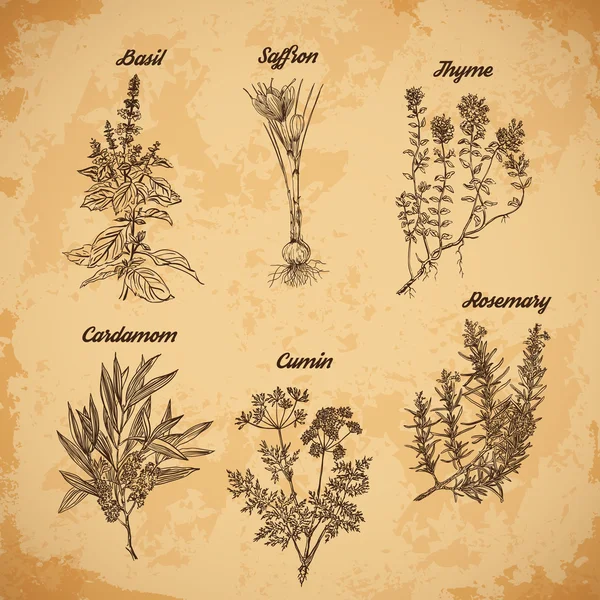Cooking herbs and spices. Rosemary, thyme, cardamom, saffron,basil, cumin. Retro hand drawn vector illustration. Retro banner, card, scrap booking, postcard, poster — Stock Vector