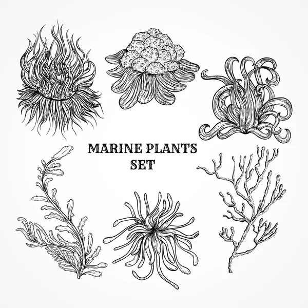 Collectie van mariene planten, bladeren en zeewier. Vintage set van zwart-wit hand getrokken mariene flora. Geïsoleerde vectorillustratie in kunst lijnstijl. Ontwerp voor zomer strand, decoraties. — Stockvector