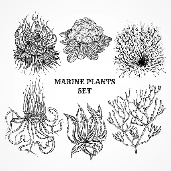 Samling av Marina växter, blad och tång. Vintage uppsättning av svarta och vita hand dras marin flora. Isolerade vektor illustration i line art stil. Design för sommaren beach, dekorationer. — Stock vektor