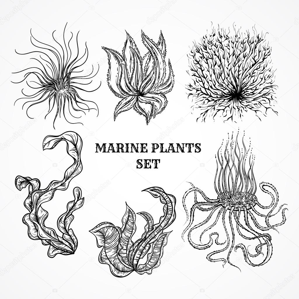 Collection of marine plants, leaves and seaweed. Vintage set of black and white hand drawn marine flora. Isolated vector illustration in line art style.Design for summer beach, decorations.