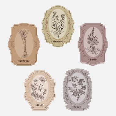 Otlar ve baharatlar vintage depolama etiketlerle topluluğu. hardal, fesleğen, kimyon, anason, safran. Vektör çizim Retro el çekilmiş