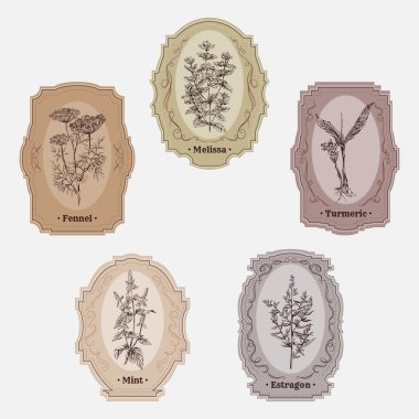 Otlar ve baharatlar vintage depolama etiketlerle topluluğu. Melissa, zerdeçal, roka, nane ve rezene. Vektör çizim Retro el çekilmiş