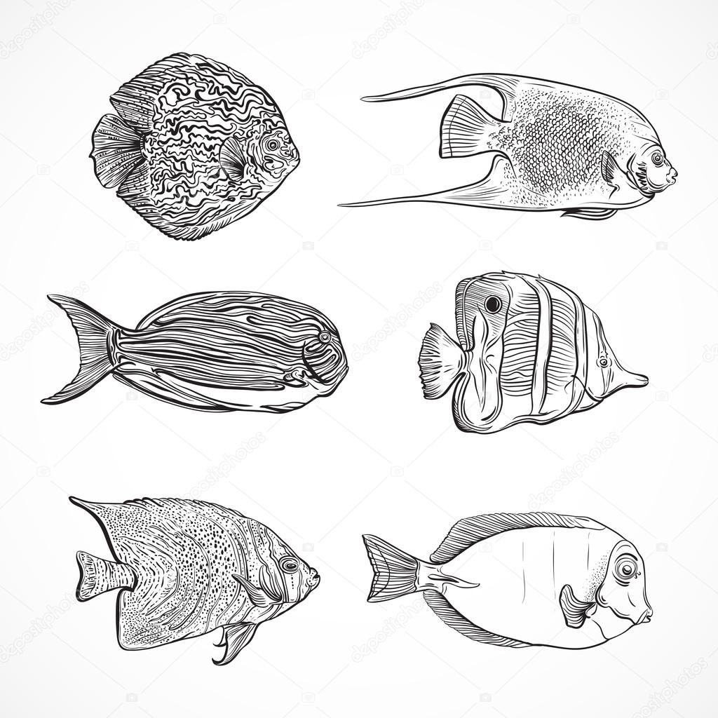Collection of tropical fish.Vintage set ofhand drawn marine fauna