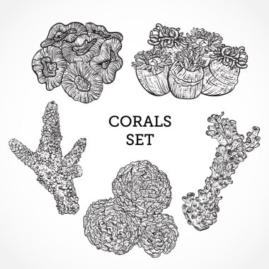 Collection of marine plants and corals. Vintage set of black and white hand drawn marine flora. Isolated vector illustration in line art style.Design for summer beach, decorations.