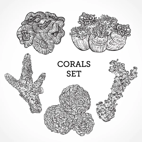 Collection of marine plants and corals. Vintage set of black and white hand drawn marine flora. Isolated vector illustration in line art style.Design for summer beach, decorations. — 스톡 벡터
