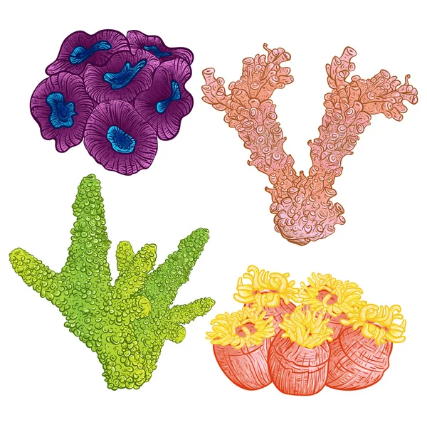 Colección de plantas marinas y corales. Colorida flora marina dibujada a mano. Ilustración vectorial aislada. Diseño para playa de verano, decoraciones . — Vector de stock