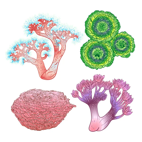 Colección de plantas marinas y corales. Colorida flora marina dibujada a mano. Ilustración vectorial aislada. Diseño para playa de verano, decoraciones . — Vector de stock