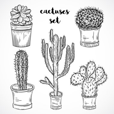 Etli bitkiler ve kaktüsler tencere topluluğu. Siyah ve beyaz elle çizilmiş vektör çizim seti botanik çiçek.