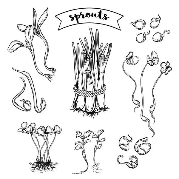 豆芽植物套。孤立的元素。黑色和白色矢量手绘插画 — 图库矢量图片