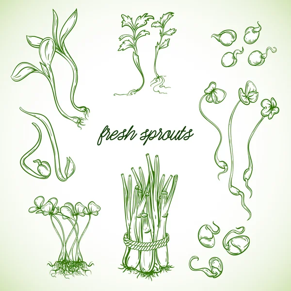 Germes frais plantes ensemble. Eléments isolés. Illustration vectorielle dessinée main — Image vectorielle