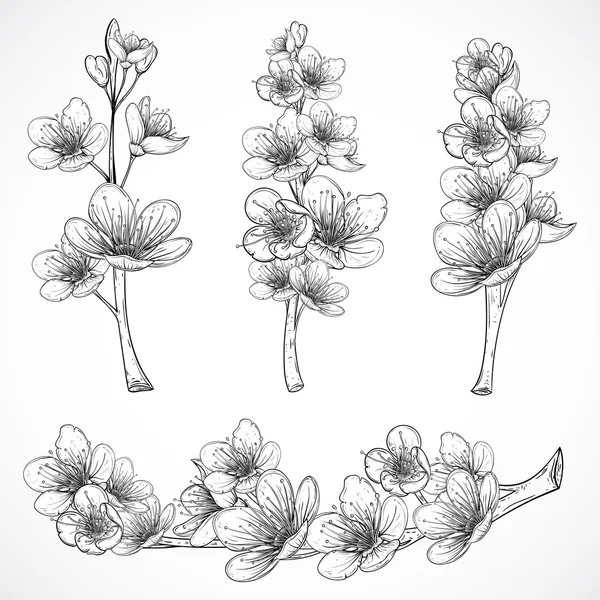 Les cerisiers fleurissent. Illustration vectorielle vintage dessinée à la main en noir et blanc dans un style esquisse. Éléments isolés . — Image vectorielle