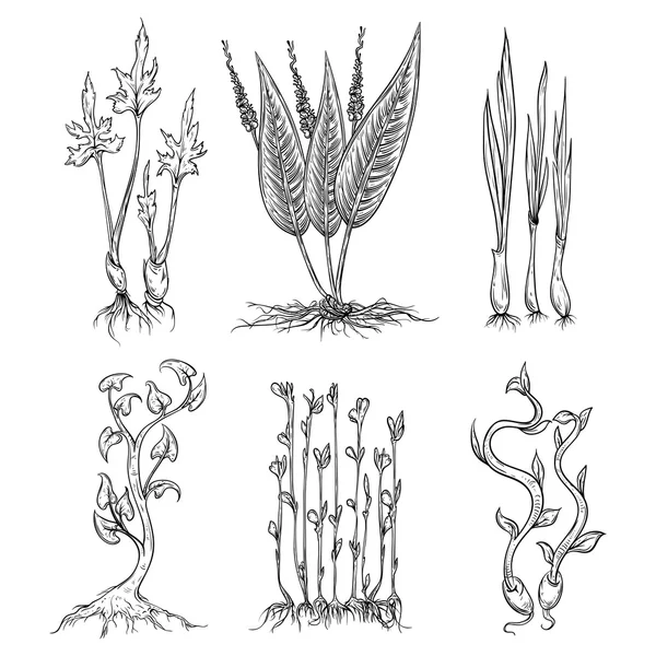 Plantas de brotos definidas. Elementos isolados. Vetor preto e branco ilustração desenhada à mão — Vetor de Stock