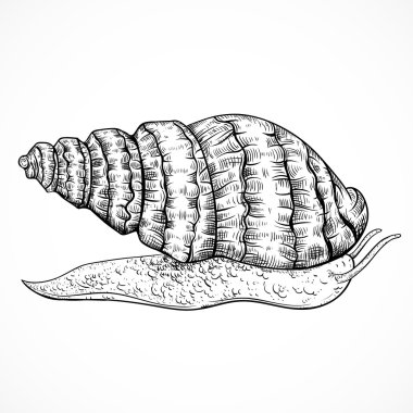 Salyangoz. Vintage elle çizilmiş vektör çizim