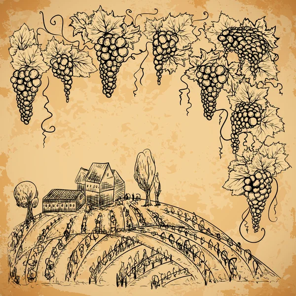 Vignoble vintage et raisin sur fond de papier vieilli. Eléments isolés. Illustration vectorielle rétro dessinée à la main — Image vectorielle