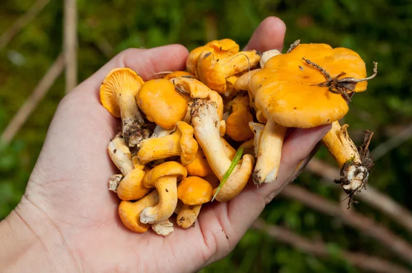 Chanterelle gialle in mano — Foto Stock