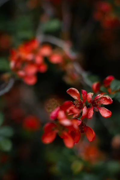 Bloeiende Kleine Rode Bloemen — Stockfoto