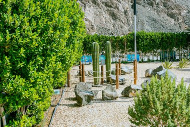 Şehirde zeytin ağacı, yeşil alanlar, şehir yeşillendirme, manzara tasarımı. Yüksek kalite fotoğraf