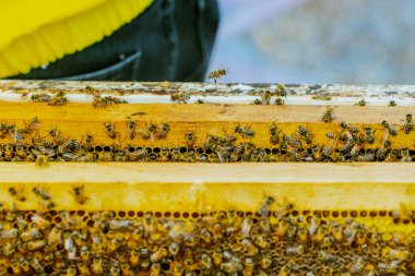 Arı yetiştiricisi bal topluyor. Arıcılık konsepti. Yüksek kalite fotoğraf